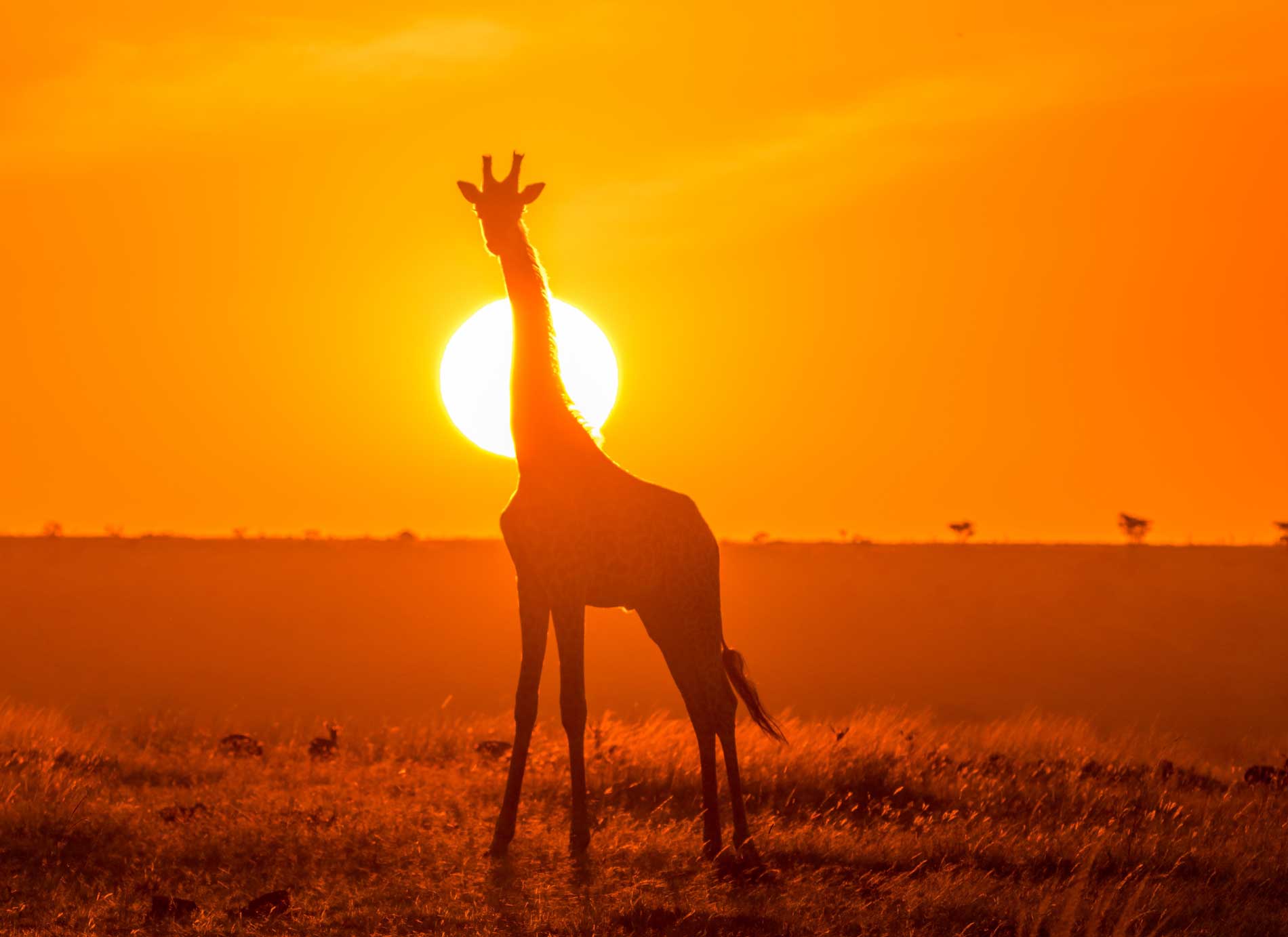 kenya ahmed galal laljxbaloze unsplash