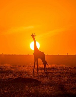 ahmed galal laljxbaloze unsplash